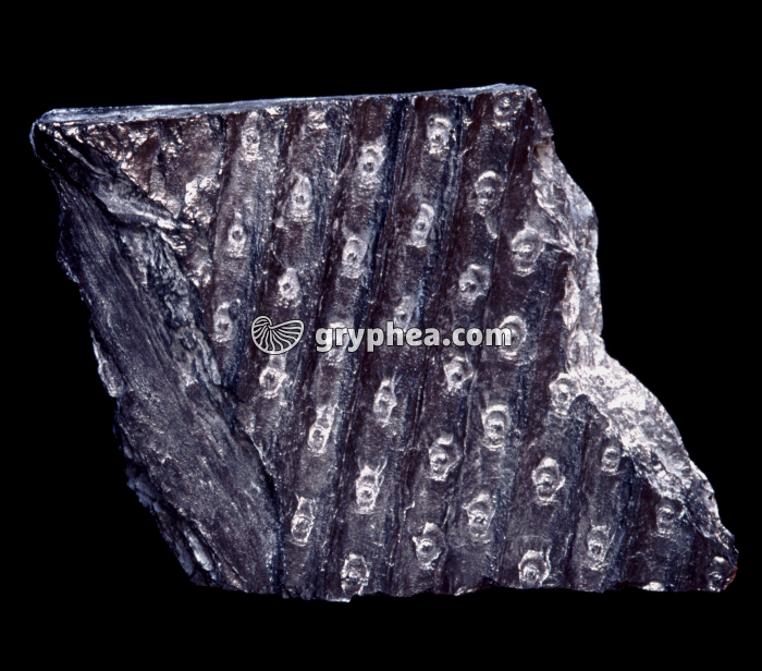 Sigillaria (écorce) - gryphea.com